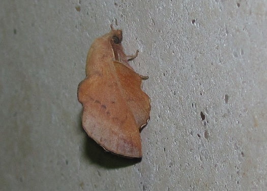 Phyllodesma tremulifolia (Lasiocampidae)?